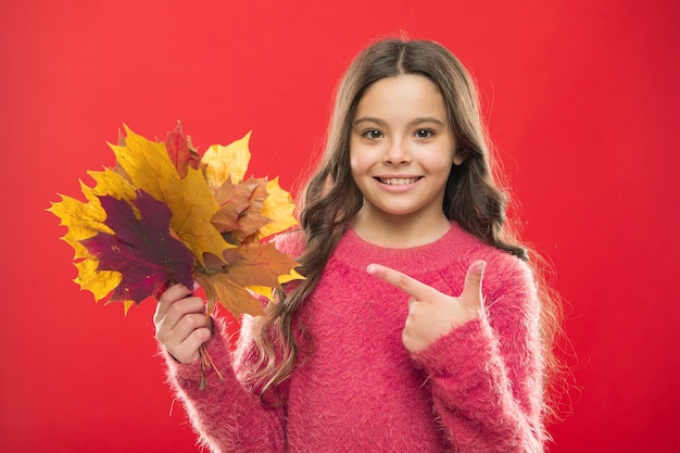 Mira esto. hora de la Escuela. felicidad infantil. moda infantil de otoño. Cambio de clima. niña en suéter. Estado de ánimo de otoño. temporada de otoño. manojo de hojas caídas. niña feliz con hoja de arce.