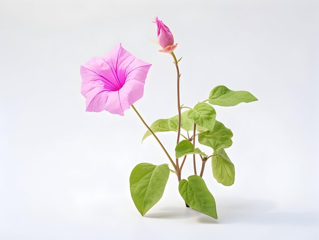 Mirabilis Jalapa-Blumen im Studio-Hintergrund Single Mirabilis-Jalapa-Bummen Schöne Blumenbilder