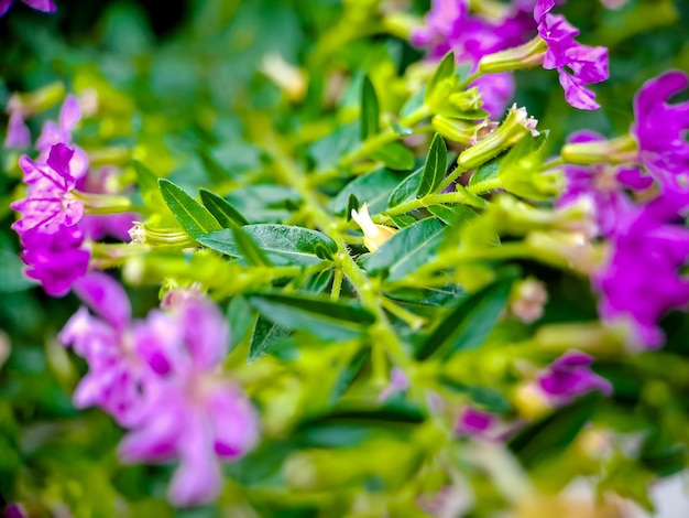 Mirabilis jalapa, die peruanische Wunder- oder Vier-Uhr-Blume, ist eine Art der Mirabilis-Zimmerpflanze und kommt in einer Vielzahl von Farben vor. Mirabilis bedeutet auf Latein schön und Jalapa Xalapa