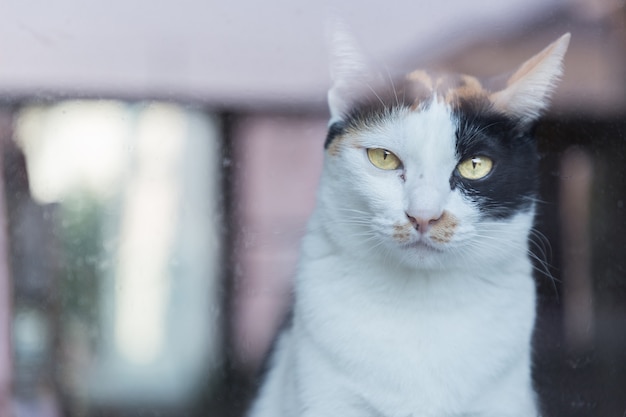 Mirada amarilla del gato tailandés eyed a través del espejo.