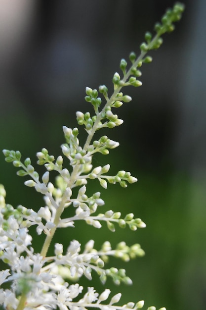 Mirada asombrosa a una planta de Astilbe blanca floreciente