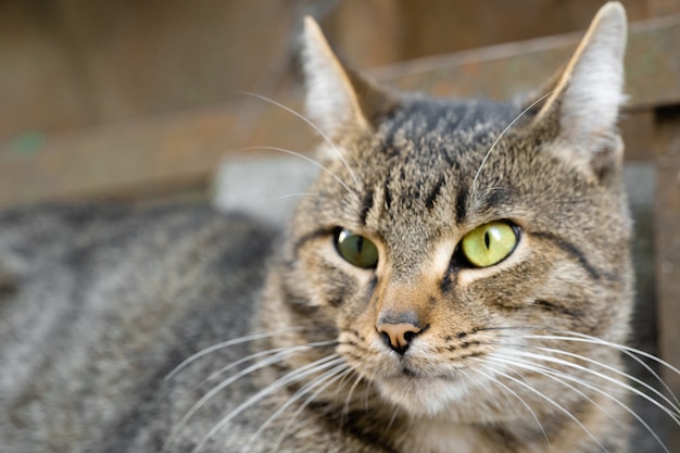 Mirada depredadora de un gato adulto