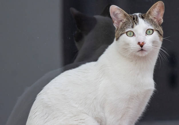 Foto la mirada de un gato