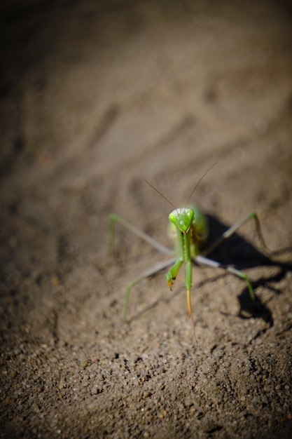 Mirada y insecto mantis verde ojos en condiciones naturales contra la arena de fondo