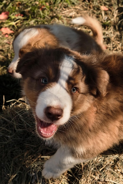 Mirada inteligente de perro joven Retrato de cachorro de pastor australiano tricolor rojo