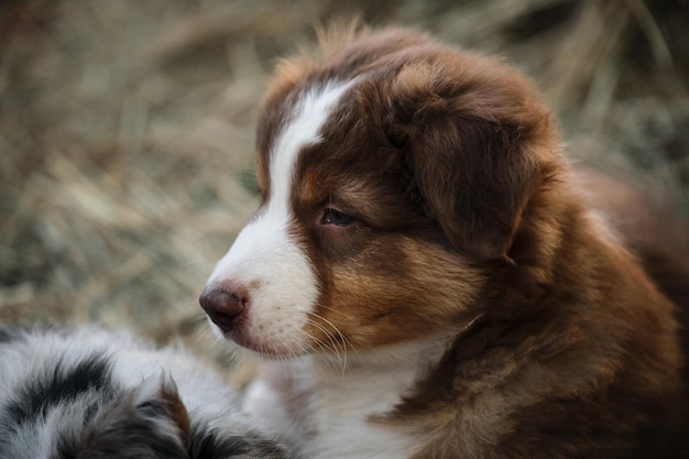 Mirada inteligente de perro joven Retrato de cachorro de pastor australiano tricolor rojo