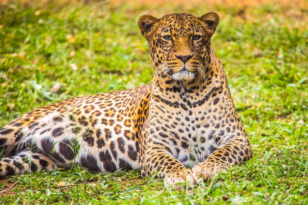 Mirada de un leopardo encantador en la hierba del orfanato. Visitar el importante orfanato de nairobi de animales desprotegidos o heridos. Kenia