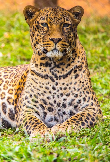 Foto mirada de un leopardo encantador en la hierba del orfanato. visitar el importante orfanato de nairobi de animales desprotegidos o heridos. kenia