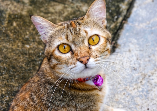 Mirada linda del gato o ve en cámara durante toma una foto.