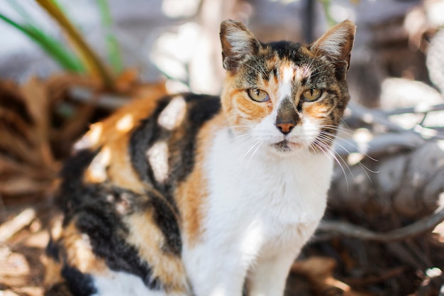 Mirada penetrante de un gato.