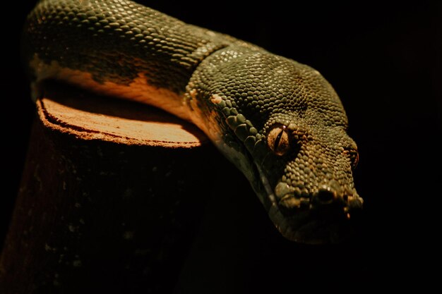 Foto la mirada de una pitón mientras está en un árbol