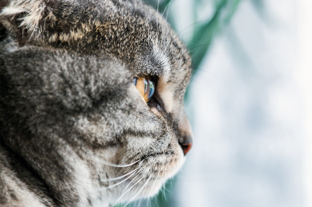 Mirada triste del gato doble escocés