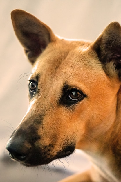 Miradas de perro rojo mestizo, primer plano, retrato, fotografía vertical