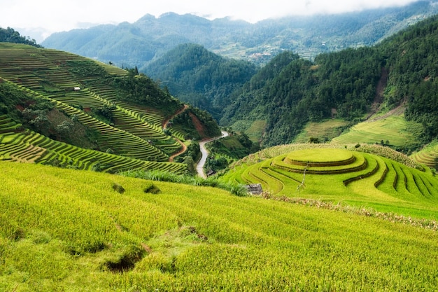 Mirador del campo de arroz en el punto de referencia en terrazas de Mu Cang Chai