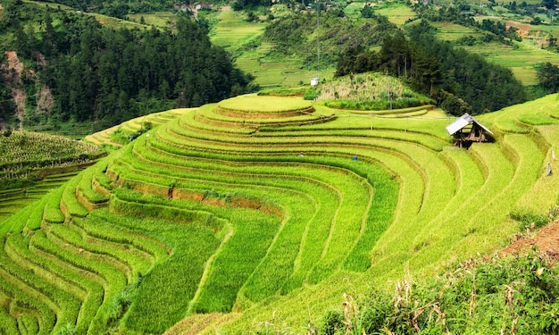 Mirador del campo de arroz en terrazas históricas de Mu Cang Chai Yen Bai Vietnam del Norte