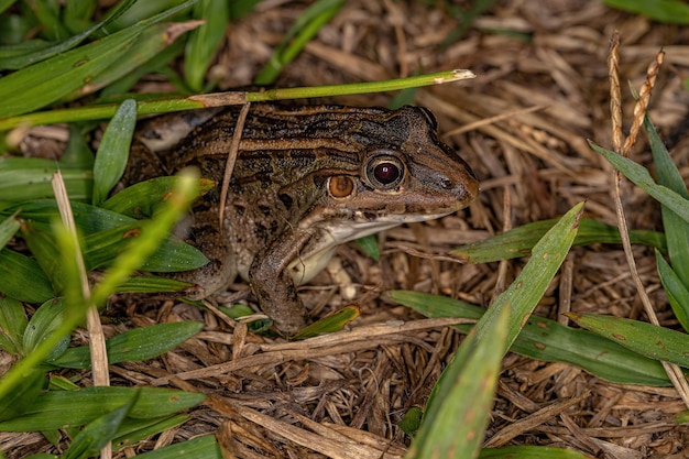 Miranda sapo de lábios brancos da espécie leptodactylus macrosternum