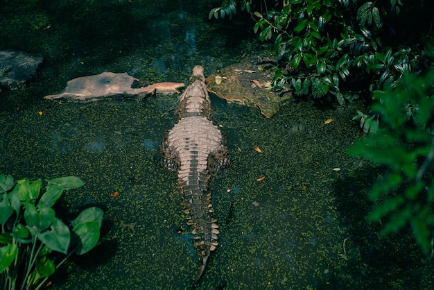 Mirando hacia abajo en una cabeza de cocodrilo en agua verde