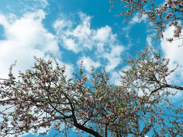 Mirando hacia un árbol de flor de almendro contra el cielo azul vivo con nubes Parque de la ciudad de Madrid Quinta de los molinos en primavera España