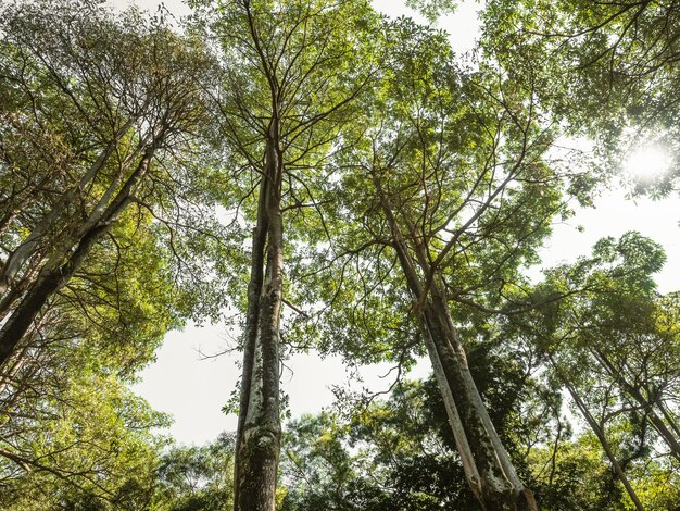 Foto mirando un árbol de hojas verdes y amarillas