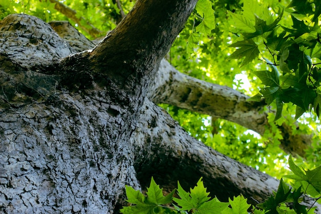 Foto mirando hacia un árbol viejo y rayos de sol a través de exuberantes hojas. fondo de verano frío.