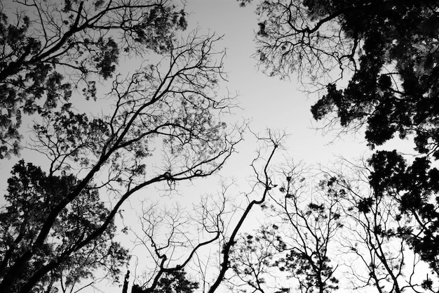 Mirando hacia arriba en el bosque - Resumen de naturaleza de ramas de árbol - monocromo