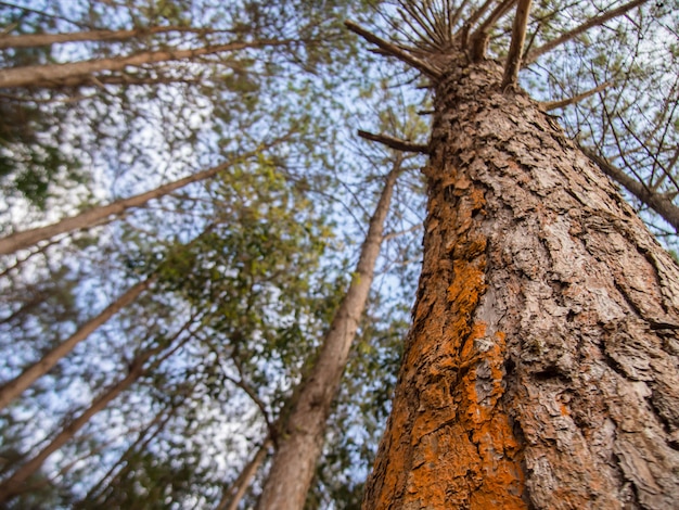 Mirando hacia arriba el tronco del pino. Los árboles en el bosque de pinos contra el cielo azul