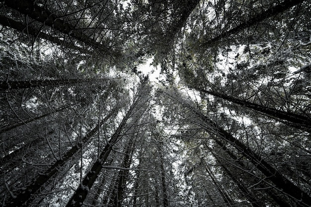 Mirando en el bosque de pinos de invierno contra un cielo nublado blanco