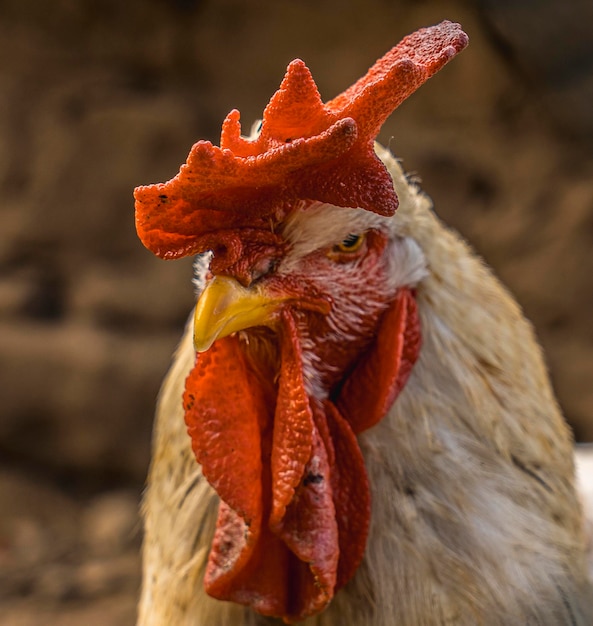 Mirando un gallo blanco con una cresta roja en un corral en el País Vasco