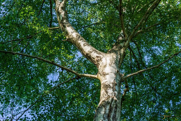 Mire la copa de un árbol con follaje verde día soleado