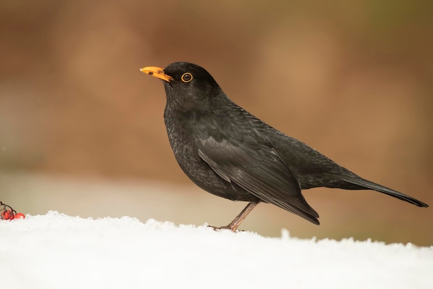 Mirlo común comiendo en un bosque de robles bajo una fuerte nevada en enero