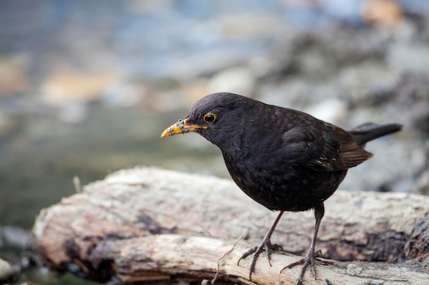 El mirlo común es una especie de zorzal verdadero