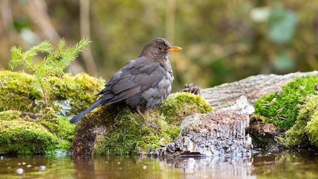 Mirlo común sentado sobre rocas cubiertas de musgo en la naturaleza acuática