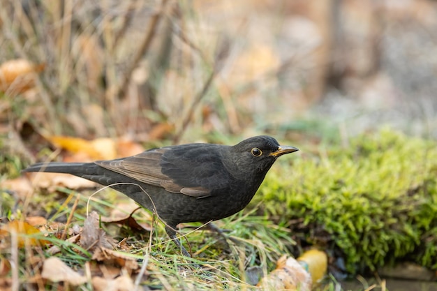 Mirlo común Turdus merula en estado salvaje