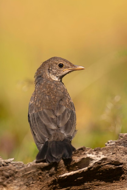 Mirlo común Turdus merula Málaga España