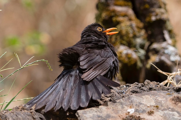 Mirlo común Turdus merula Málaga España