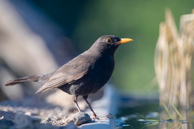 Foto el mirlo común turdus merula málaga españa