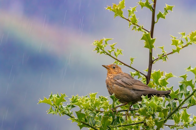 Mirlo hembra marrón bajo la lluvia posado en un árbol con hojas verdes con cielo azul y arco iris en el fondo