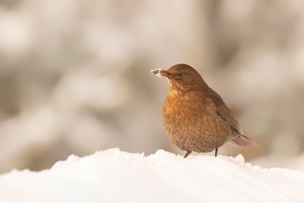 Mirlo hembra (Turdus merula) en la nieve en el bosque