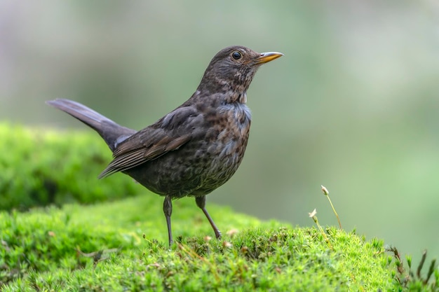 Mirlo (Turdus merula) en el bosque