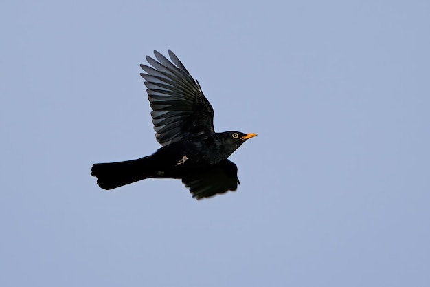 Mirlo turdus merula