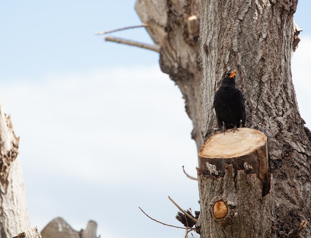 Foto mirlo, turdus merula.