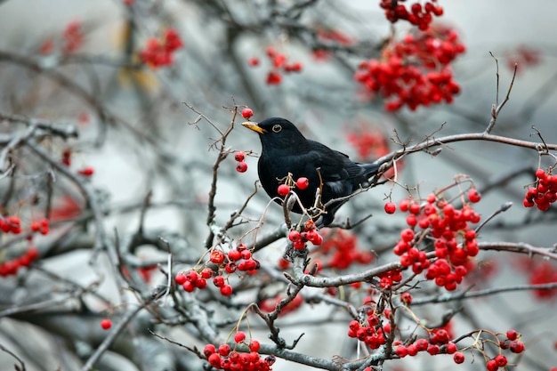 Mirlos dándose un festín con bayas de invierno