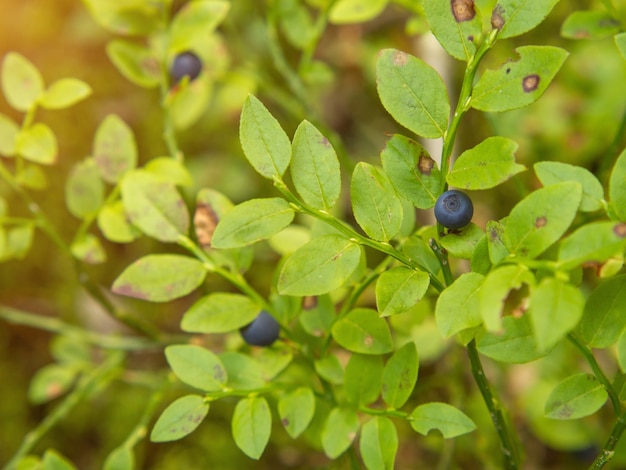 Mirtilo comum Vaccinium myrtillus Closeup de um arbusto de mirtilo com bagas maduras na floresta