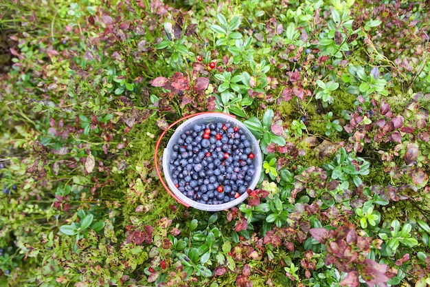 Mirtilo maduro selvagem e cranberry em uma tigela de plástico na floresta de verão.