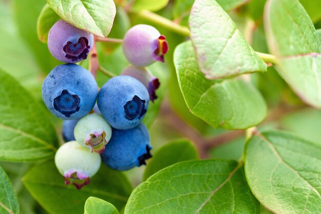 Mirtilos azuis e verdes em close up bush, stock photo