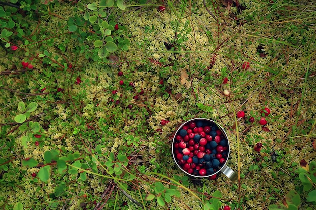 mirtilos e cranberries em musgo em uma xícara, condições naturais, vida selvagem, vitaminas no norte da floresta