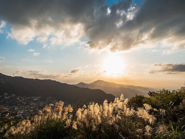 El Miscanthus dorado brillante y las montañas al atardecer