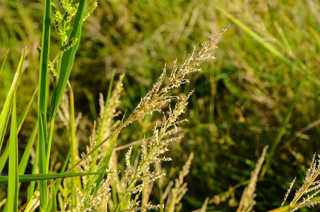 Miscanthus im Park