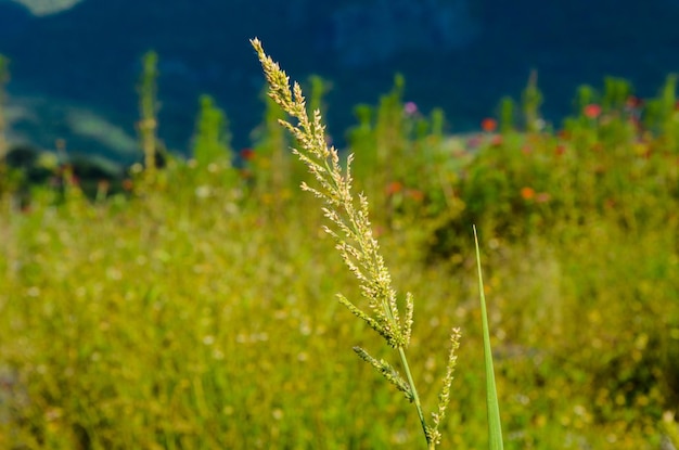 Miscanthus no parque