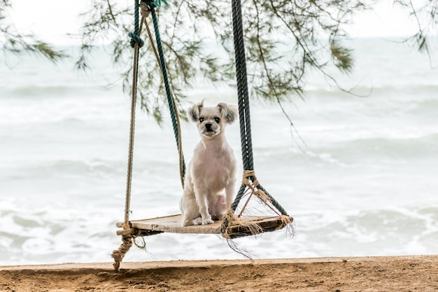 Mischen Sie Zucht des Hundes so nette beige Farbe mit Reise Shih-Tzu, Pomeranian und Pudel am Strand